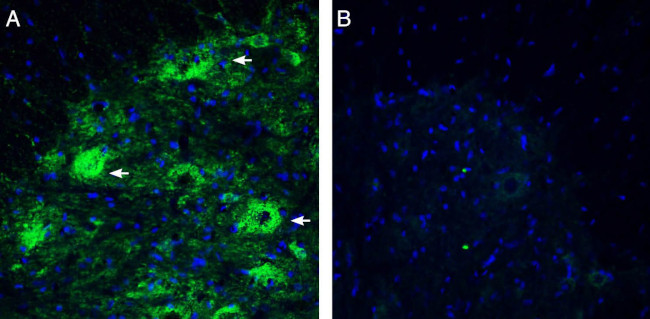 Netrin-3 Antibody in Immunohistochemistry (Frozen) (IHC (F))