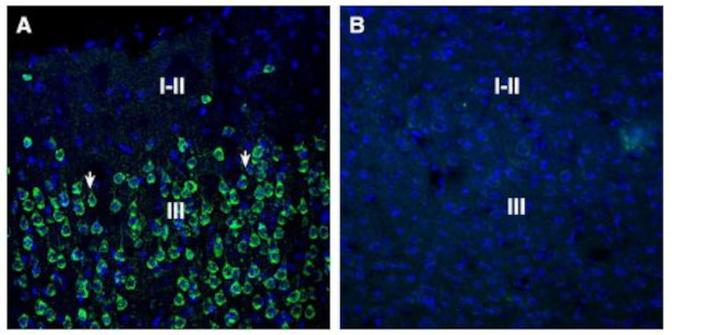 SORL1 (extracellular) Antibody in Immunohistochemistry (Frozen) (IHC (F))