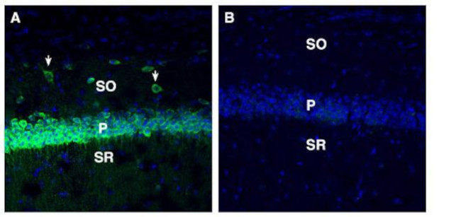 SORL1 (extracellular) Antibody in Immunohistochemistry (Frozen) (IHC (F))