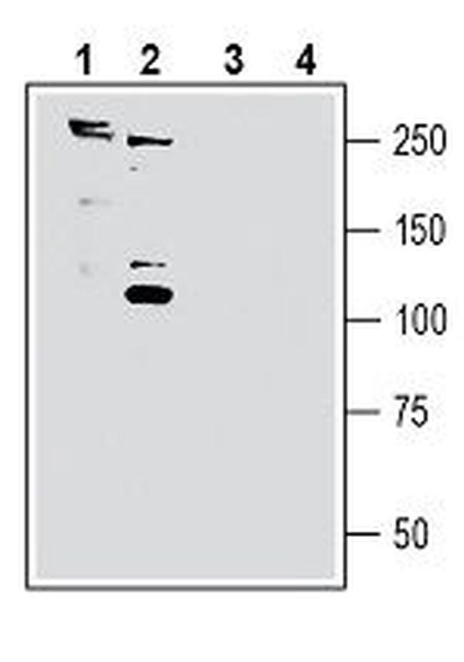 SORL1 (extracellular) Antibody in Western Blot (WB)