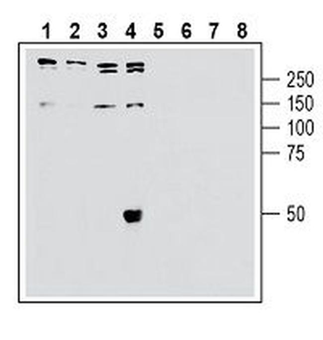 SORL1 (extracellular) Antibody in Western Blot (WB)