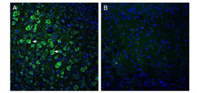 ADAM10 (extracellular) Antibody in Immunohistochemistry (Frozen) (IHC (F))