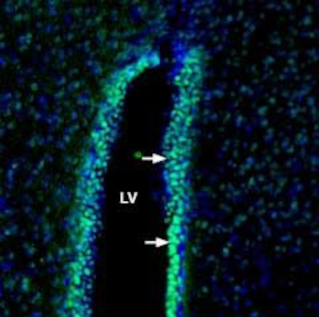 Contactin-1/CNTN1 (extracellular) Antibody in Immunohistochemistry (Frozen) (IHC (F))