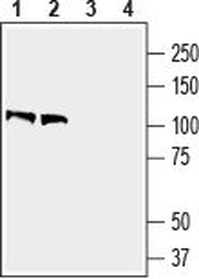 Contactin-1/CNTN1 (extracellular) Antibody in Western Blot (WB)