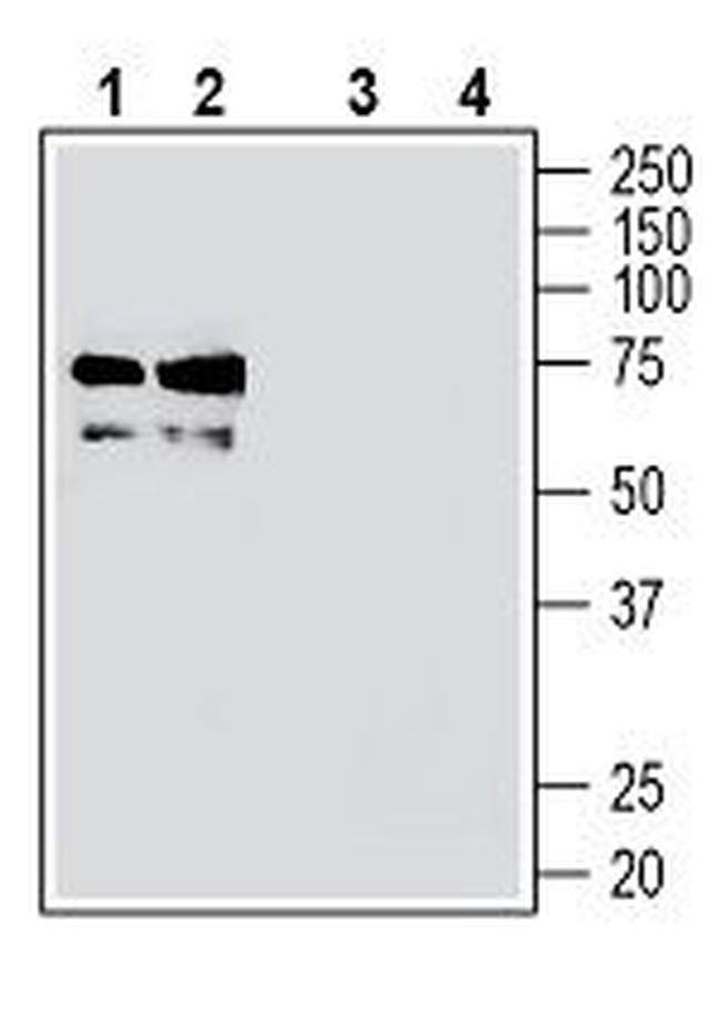 TMEM119 (extracellular) Antibody in Western Blot (WB)