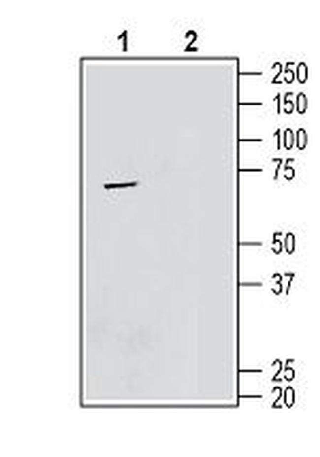 TMEM119 (extracellular) Antibody in Western Blot (WB)