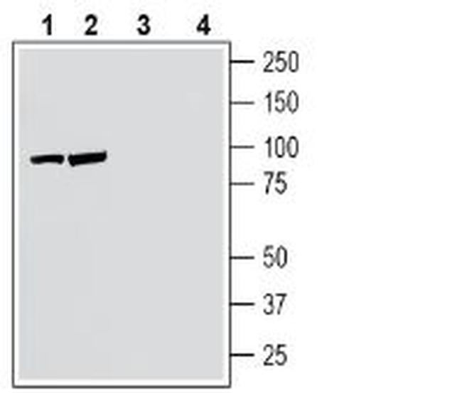 Neuronal Pentraxin Receptor (NPTXR) (extracellular) Antibody in Western Blot (WB)