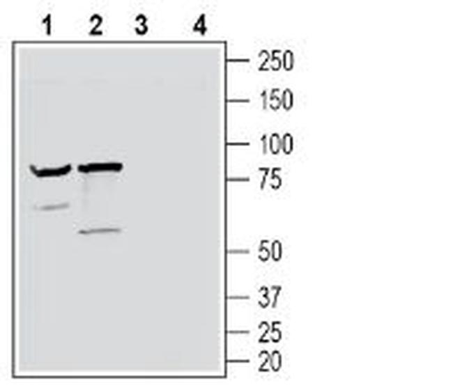 Neuronal Pentraxin Receptor (NPTXR) (extracellular) Antibody in Western Blot (WB)