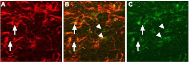 proNGF Antibody in Immunohistochemistry (IHC)