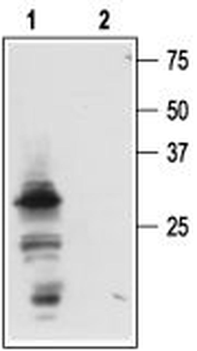 proNGF Antibody in Western Blot (WB)