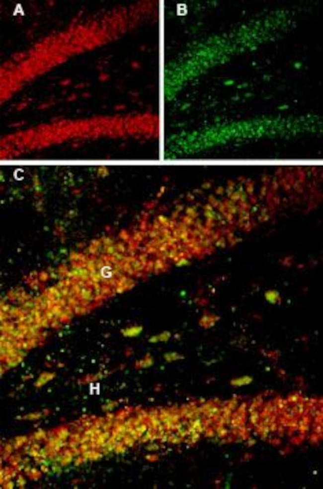 proBDNF Antibody in Immunohistochemistry (Frozen) (IHC (F))