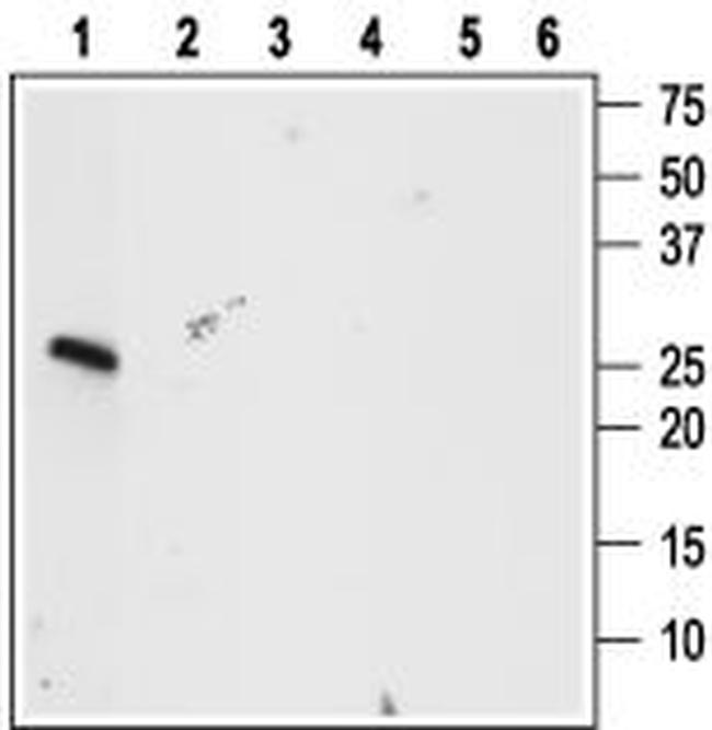 proBDNF Antibody in Western Blot (WB)