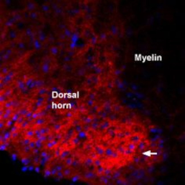 proBDNF Antibody in Immunohistochemistry (Frozen) (IHC (F))