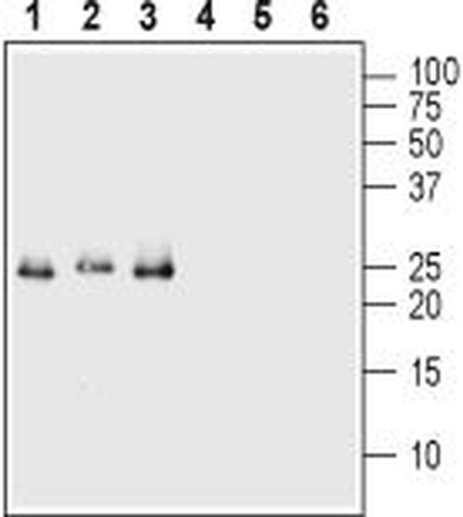 proBDNF Antibody in Western Blot (WB)