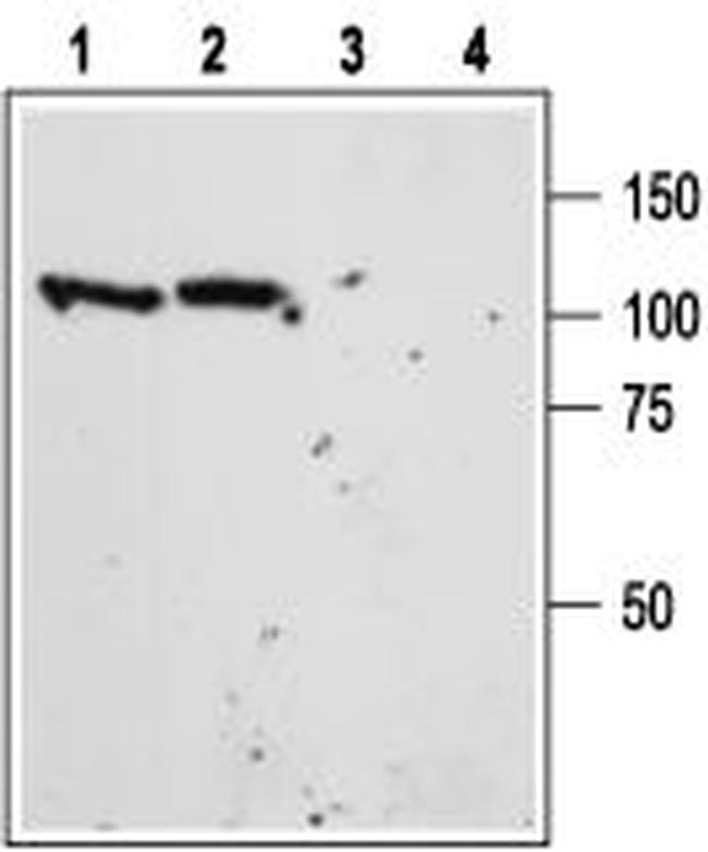Sortilin (extracellular) Antibody in Western Blot (WB)
