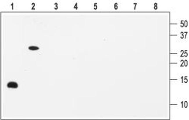 BDNF Antibody in Western Blot (WB)