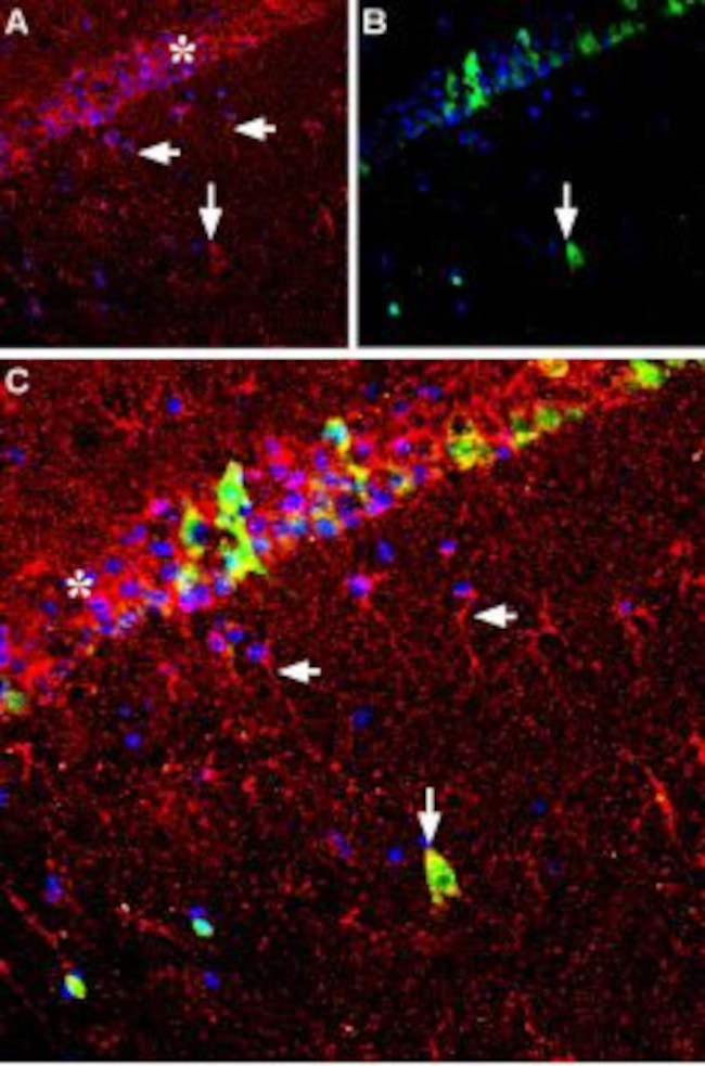 GDNF Antibody in Immunohistochemistry (Frozen) (IHC (F))