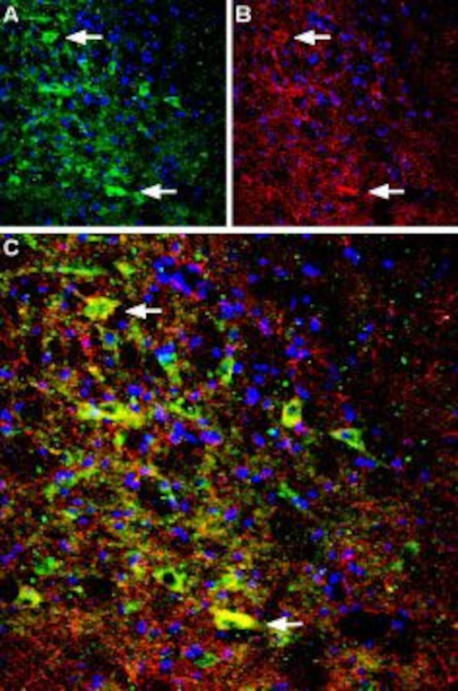 Neurotensin Receptor 1 (extracellular) Antibody in Immunohistochemistry (Frozen) (IHC (F))