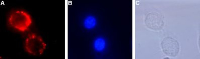 TrkA (extracellular) Antibody in Immunocytochemistry (ICC/IF)