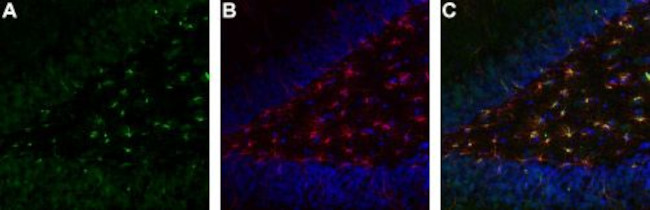 TrkA (extracellular) Antibody in Immunohistochemistry (Frozen) (IHC (F))