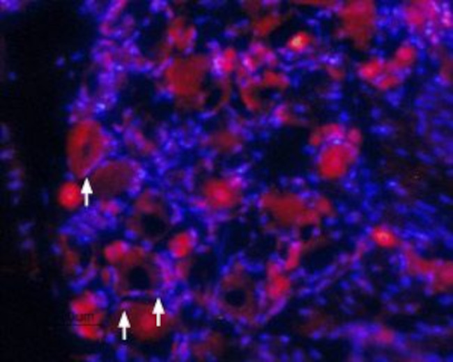 TrkA (extracellular) Antibody in Immunohistochemistry (Frozen) (IHC (F))