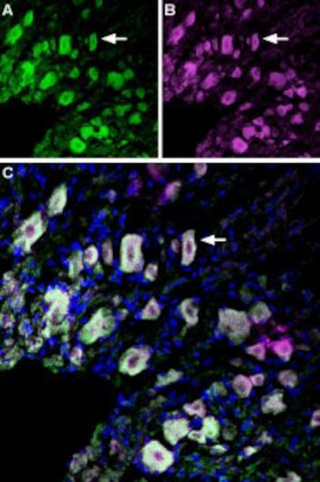 TrkA (extracellular) Antibody in Immunohistochemistry (Frozen) (IHC (F))