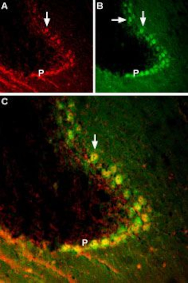 TrkB (extracellular) Antibody in Immunohistochemistry (Frozen) (IHC (F))