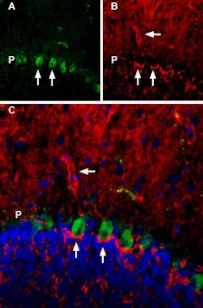 TrkB (extracellular) Antibody in Immunohistochemistry (Frozen) (IHC (F))