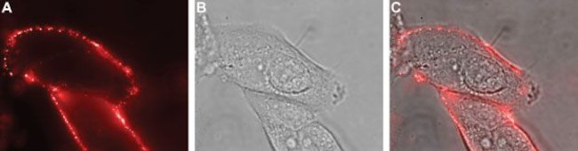 Ret (extracellular) Antibody in Immunocytochemistry (ICC/IF)