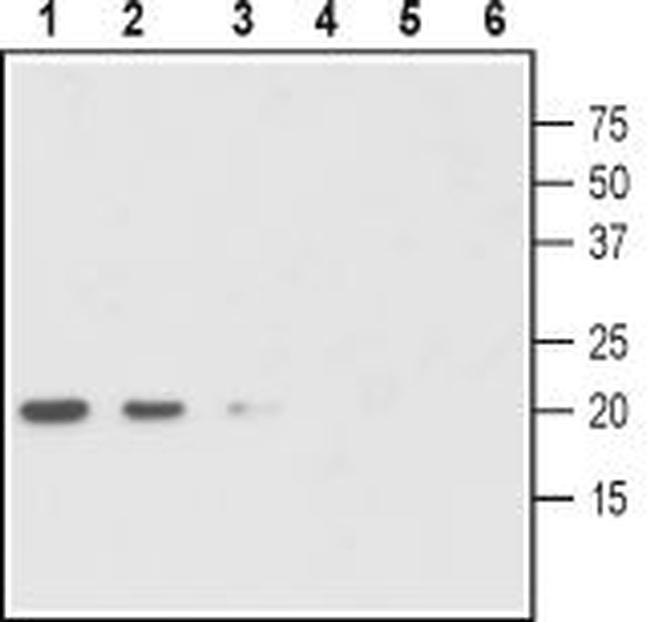 proGDNF Antibody in Western Blot (WB)