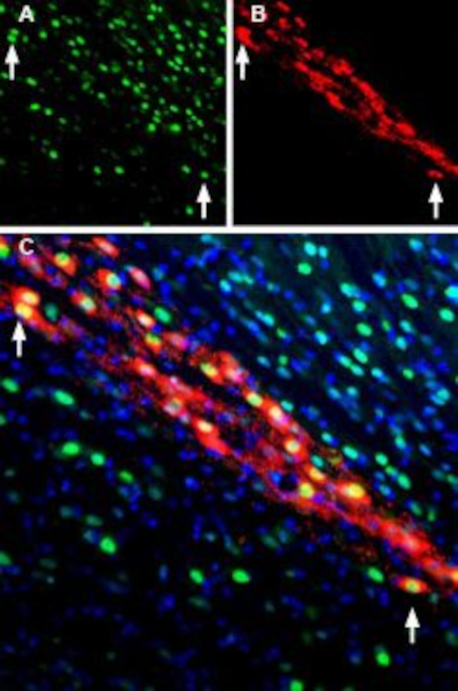 CDNF Antibody in Immunohistochemistry (Frozen) (IHC (F))