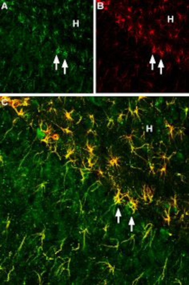 CNTF Antibody in Immunohistochemistry (IHC)