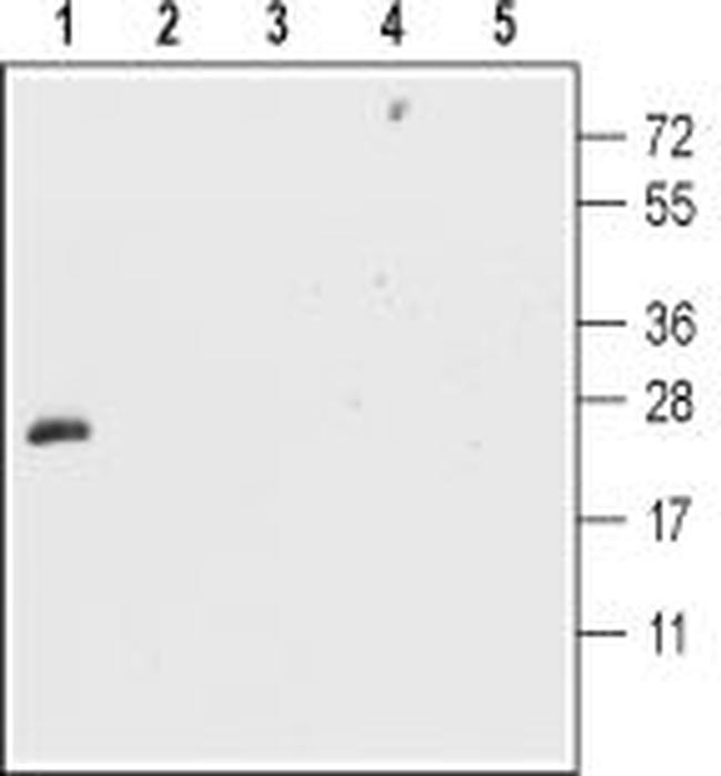 CNTF Antibody in Western Blot (WB)