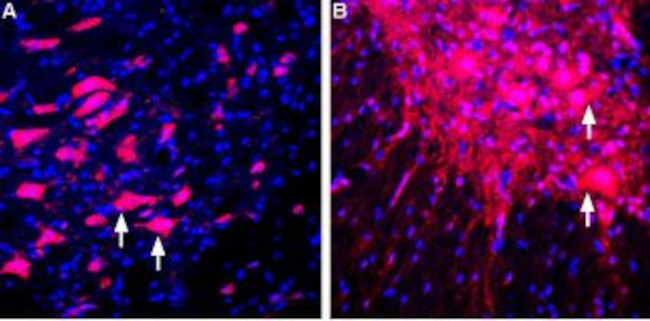 LINGO-1 (extracellular) Antibody in Immunohistochemistry (Frozen) (IHC (F))