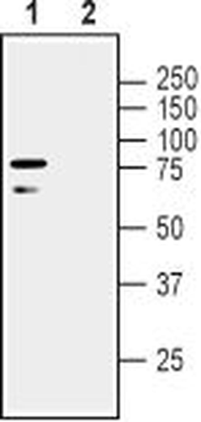 LINGO-1 (extracellular) Antibody in Western Blot (WB)