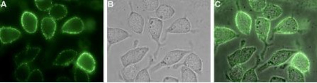 TROY (TNFRSF19) (extracellular) Antibody in Immunocytochemistry (ICC/IF)