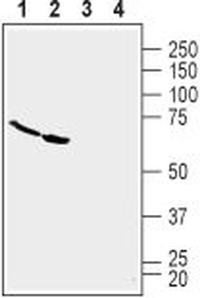 TROY (TNFRSF19) (extracellular) Antibody in Western Blot (WB)