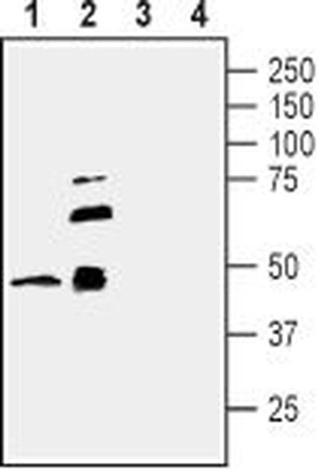 TROY (TNFRSF19) (extracellular) Antibody in Western Blot (WB)