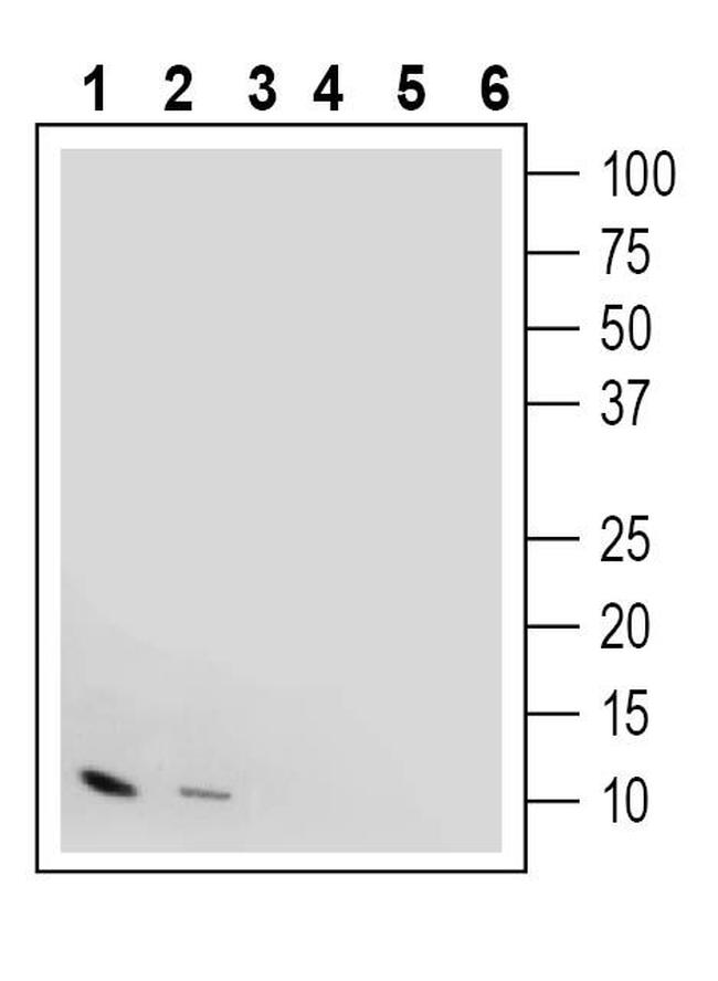 IGF1 Antibody in Western Blot (WB)