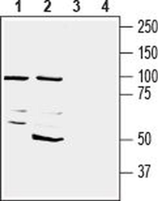 CD73 (extracellular) Antibody in Western Blot (WB)