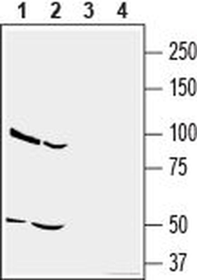 CD73 (extracellular) Antibody in Western Blot (WB)