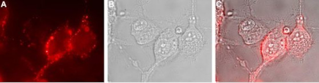 NKCC1 (SLC12A2) (extracellular) Antibody in Immunocytochemistry (ICC/IF)