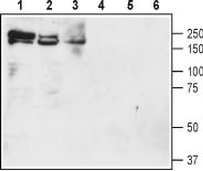 NKCC1 (SLC12A2) (extracellular) Antibody in Western Blot (WB)