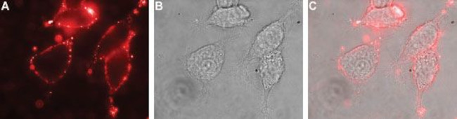 SLC4A4 (NBC1) (extracellular) Antibody in Immunocytochemistry (ICC/IF)