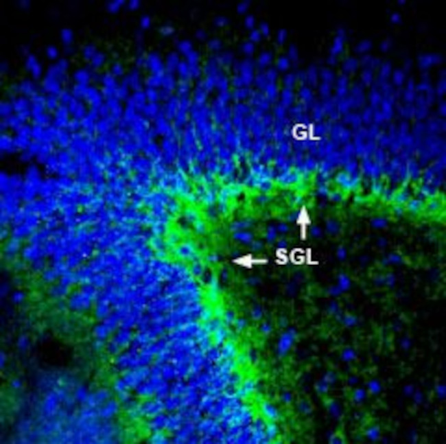 ASCT1 (SLC1A4) Antibody in Immunohistochemistry (Frozen) (IHC (F))