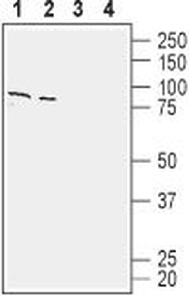 ASCT1 (SLC1A4) Antibody in Western Blot (WB)