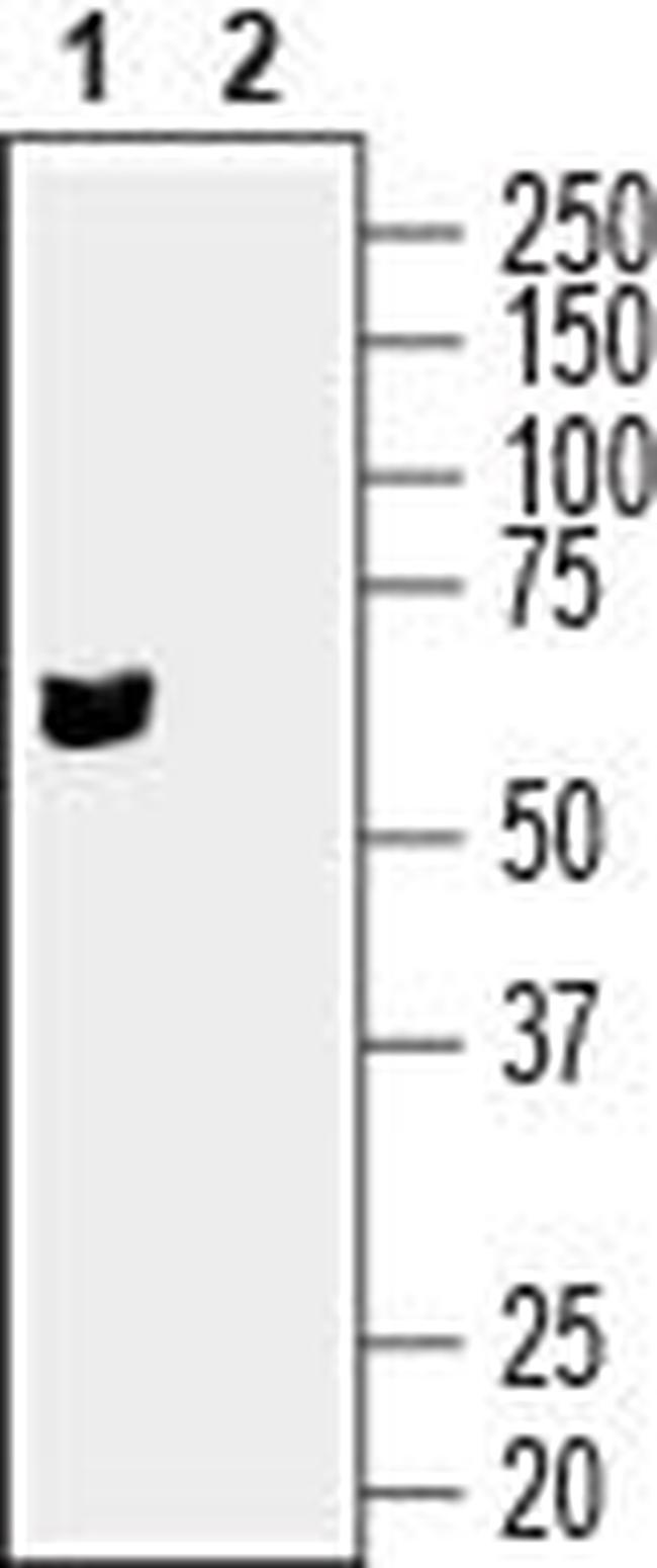 SLC17A9 Antibody in Western Blot (WB)