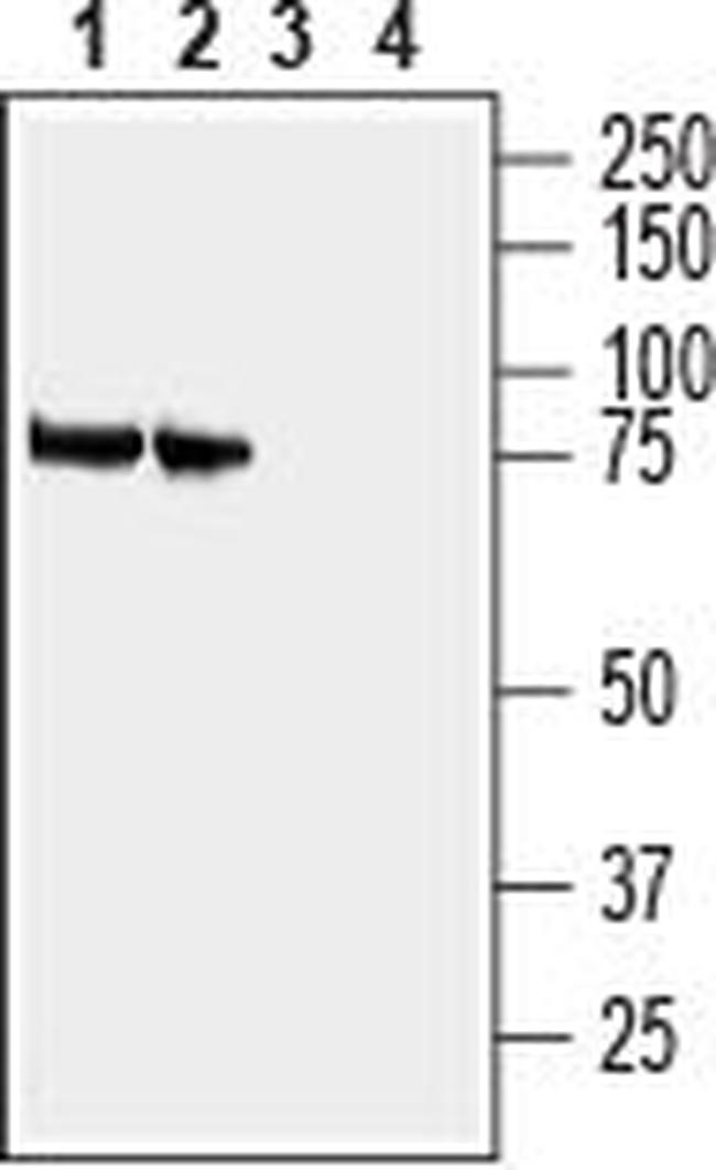 SLC3A1 (extracellular) Antibody in Western Blot (WB)
