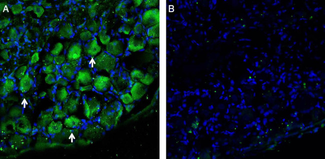 LAT1 (SLC7A5) Antibody in Immunohistochemistry (Frozen) (IHC (F))