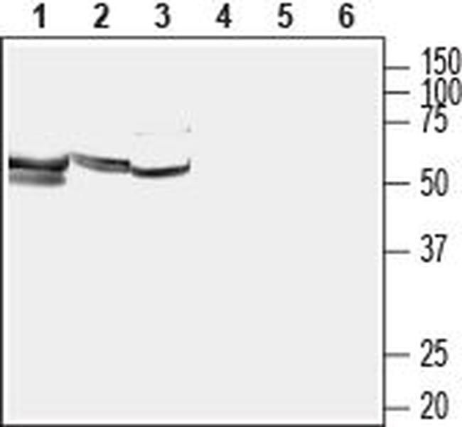 LAT1 (SLC7A5) Antibody in Western Blot (WB)